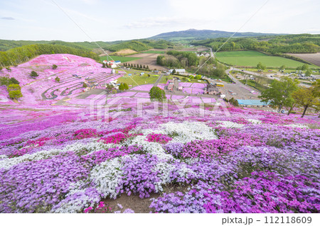 北海道東藻琴の芝桜 112118609