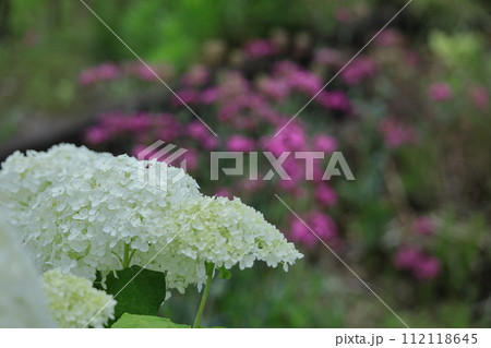 雨に濡れて咲く 112118645