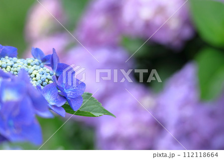 雨に濡れて咲く 雨に濡れて咲く 112118664