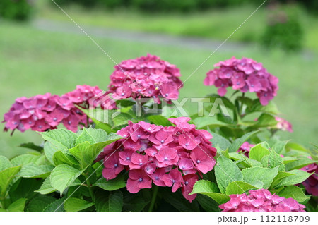 雨に濡れて咲く 雨に濡れて咲く 112118709