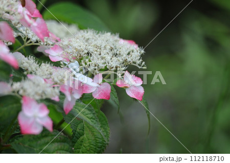 雨に濡れて咲く 112118710