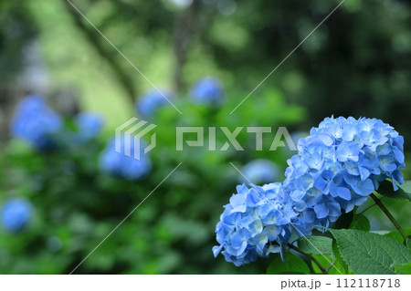 雨に濡れて咲く 雨に濡れて咲く 112118718