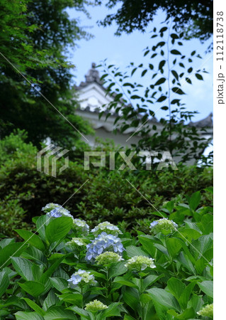 雨に濡れて咲く 雨に濡れて咲く 112118738