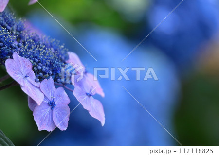 雨に濡れて咲く 112118825