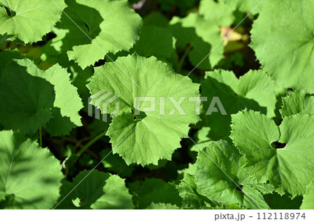 フキ(蕗)の若葉 フキ(蕗)の若葉 112118974