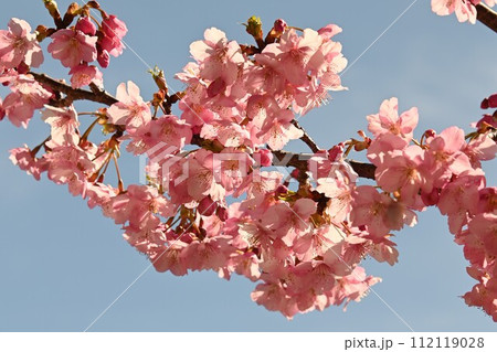 青空とピンクの河津桜 112119028