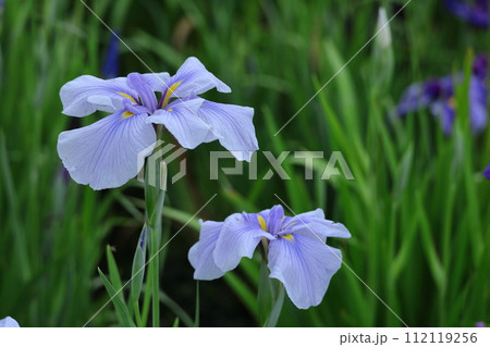 凛として優雅に咲く 112119256