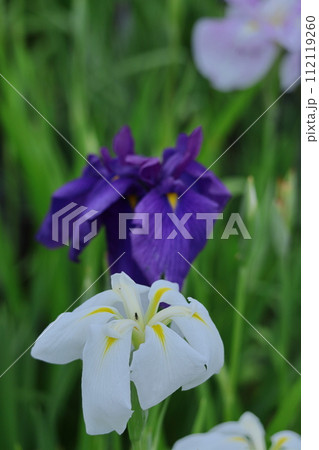 凛として優雅に咲く 112119260