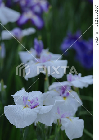 凛として優雅に咲く 112119267