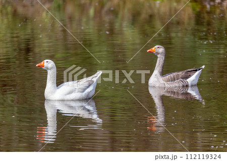Greylag goose or graylag goose (Anser anser), Departement Cundinamarca. Wildlife and birdwatching in Colombia. 112119324