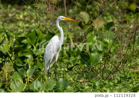 Great egret (Ardea alba), Cesar department. Wildlife and birdwatching in Colombia. Great egret (Ardea alba), Cesar department. Wildlife and birdwatching in Colombia. 112119328