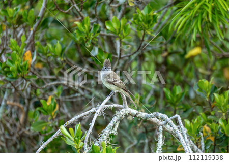 Yellow-bellied elaenia (Elaenia flavogaster), Barichara, Santander department. Wildlife and birdwatching in Colombia 112119338