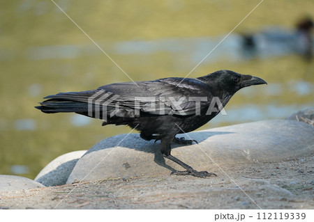 ハシボソガラス 112119339