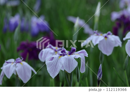 凛として優雅に咲く 112119366