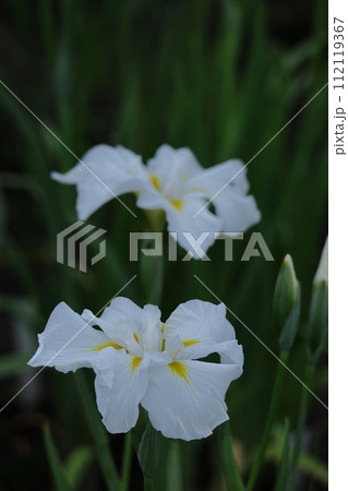 凛として優雅に咲く 凛として優雅に咲く 112119367