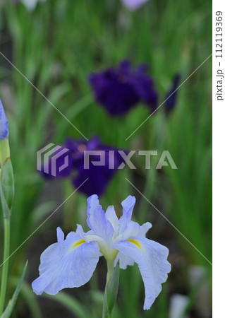 凛として優雅に咲く 凛として優雅に咲く 112119369