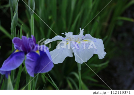 凛として優雅に咲く 凛として優雅に咲く 112119371