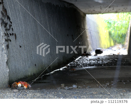 原城址の水路にいたベンケイガニ　長崎県南島原市南有馬町 112119376