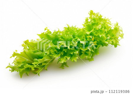 Frisee lettuce isolated on white background. Fresh green salad leaves from garden 112119386