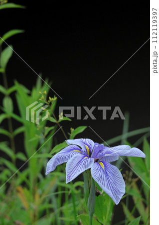 凛として優雅に咲く 112119397