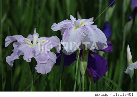 凛として優雅に咲く 凛として優雅に咲く 112119401