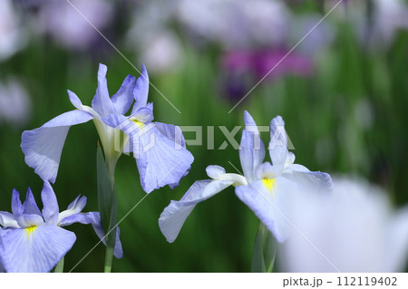 凛として優雅に咲く 112119402