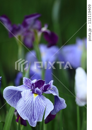 凛として優雅に咲く 凛として優雅に咲く 112119409