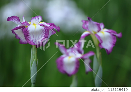 凛として優雅に咲く 112119419