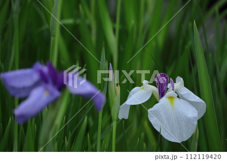 凛として優雅に咲く 112119420