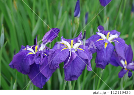 凛として優雅に咲く 112119426