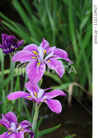 凛として優雅に咲く 112119427