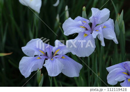 凛として優雅に咲く 凛として優雅に咲く 112119428