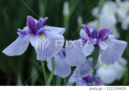 凛として優雅に咲く 凛として優雅に咲く 112119429