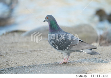 水辺で憩う一羽のハト 水辺で憩う一羽のハト 112119488