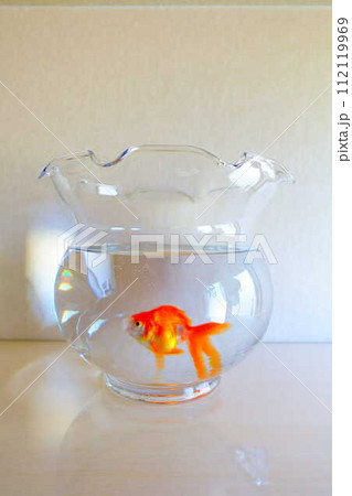 キンギョ　金魚　魚　夏　日本　和 112119969