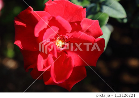 荒尾市 おもやい市民花壇 バラの花、 荒尾市 おもやい市民花壇 バラの花、 112120221