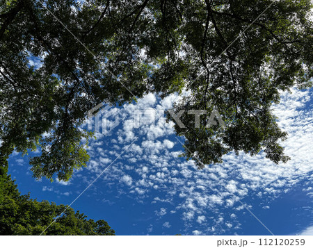 山の木々と秋の空~秋雲~ 山の木々と秋の空~秋雲~ 112120259