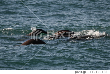 トド113（北海道） 112120488