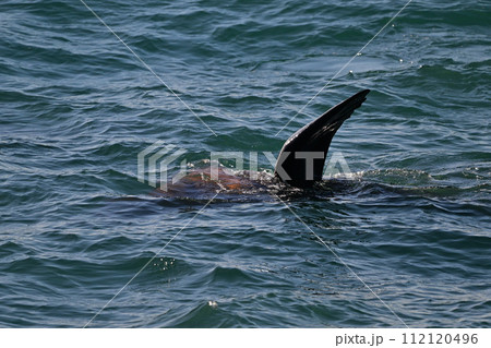 トド120（北海道） 112120496