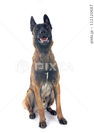 malinois in studio 112120687