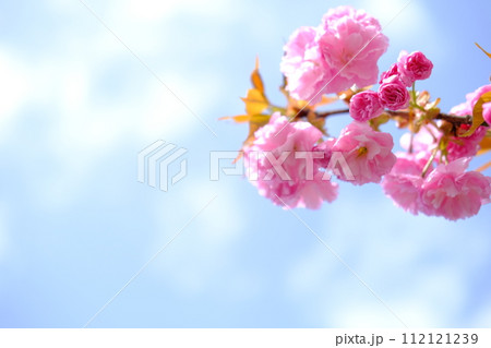 青空に映える八重桜 112121239