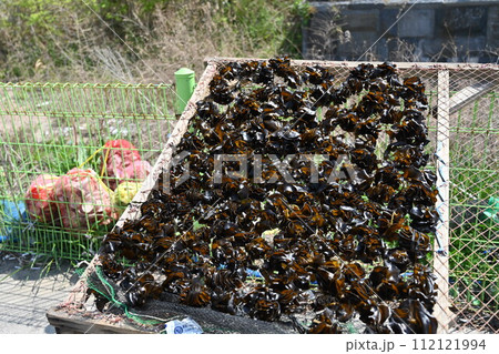 Korea seafood. sea mustard, seaweed drying seaweed 112121994