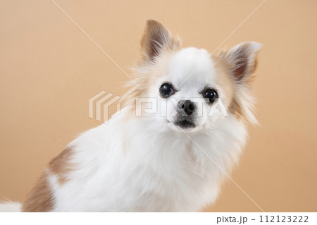 ベージュバックとお座りしたチワワのバストアップ ベージュバックとお座りしたチワワのバストアップ 112123222