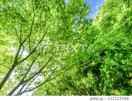 春の宮ヶ瀬湖畔園地 新緑イメージ 春の宮ヶ瀬湖畔園地 新緑イメージ 112123399