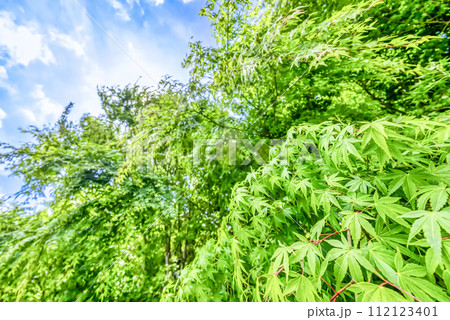 春の宮ヶ瀬湖畔園地 新緑イメージ 春の宮ヶ瀬湖畔園地 新緑イメージ 112123401