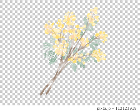 Mimosa flowers Mimosa flowers 112123919