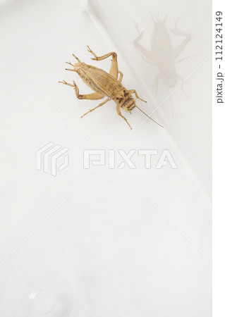 アルビノのヨーロッパイエコオロギ 112124149