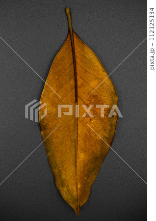Magnolia tree leaf, autumn leaf of magnolia tree different color, isolated on black background Magnolia tree leaf, autumn leaf of magnolia tree different color, isolated on black background 112125134