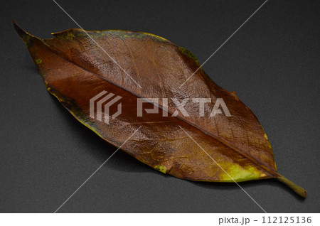 Magnolia tree leaf, autumn leaf of magnolia tree different color, isolated on black background 112125136