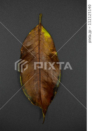 Magnolia tree leaf, autumn leaf of magnolia tree different color, isolated on black background Magnolia tree leaf, autumn leaf of magnolia tree different color, isolated on black background 112125140